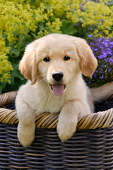 Golden Retriever puppy in a wicker basket 