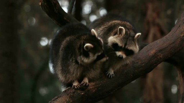 Two racoons playing and fighting on a tree in nature closeup