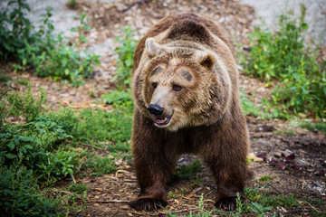 Face to face brown bear
