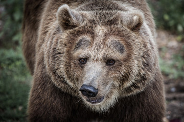 Face to face brown bear