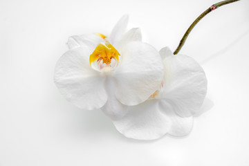 The branch of White orchids on white fabric background 