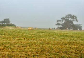 Fototapeta premium Foggy dawn in Warrnambool, Australia. Beautiful morning light.