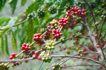 Robusta coffee berries farm.