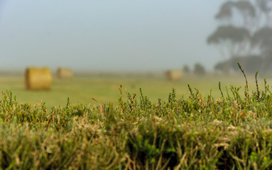 Foggy dawn in Warrnambool, Australia.  Beautiful morning light.