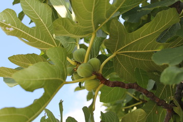 green figs on a tree