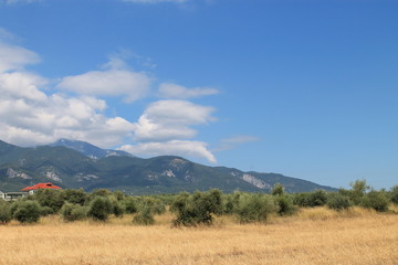 landscape with trees and blue sky