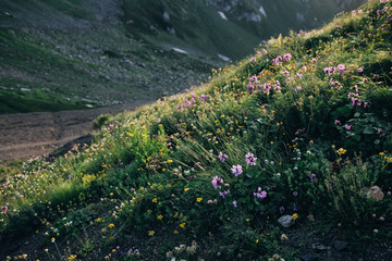 Alpine flowers on the background of huge mountains. Ski resort in summer. High-mountain meadow in the light of the sunset.