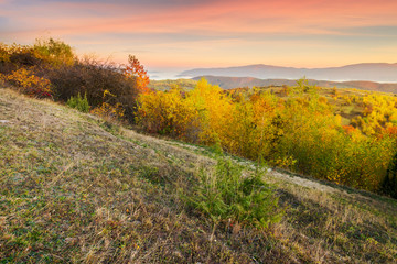 Fototapeta na wymiar autumn sunrise in mountains. weathered grass and trees in fall foliage. valley of fog and mountain ridge in the distance. sky with blurred reddish clouds