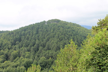 pine forest on the mountain