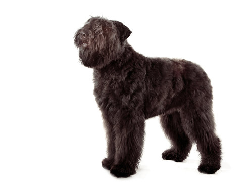 290 Best Bouvier Des Flandres Images Stock Photos Vectors Adobe Stock 290 Best Bouvier Des Flandres Images Stock Photos Vectors Adobe Stock