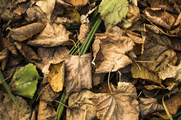 autumn leaves on the ground
