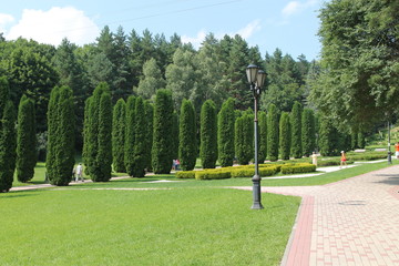 trees in the park