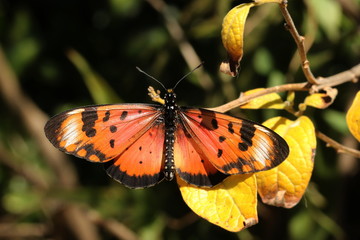 Acara acraea butterfly sitting on a little twig.