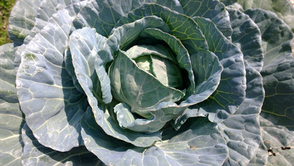 Obraz premium Cabbage