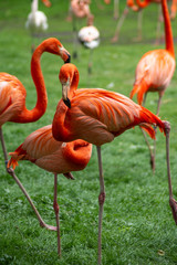 flamingo, bird, pink, nature, animal, water, zoo, wildlife, birds, red, flamingos, beak, feather, wild, tropical, feathers, beautiful, flock, exotic, white, neck, group, lake, beauty, pond