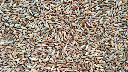 Natural raw rye grains texture background. Top view close up photography