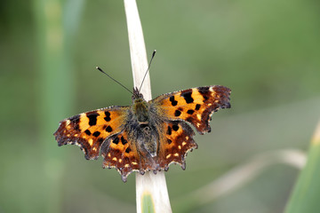 Comma butterfly