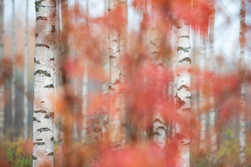 Birch forest in autumn. Focus on tree trunk on the left. Shallow depth of field.