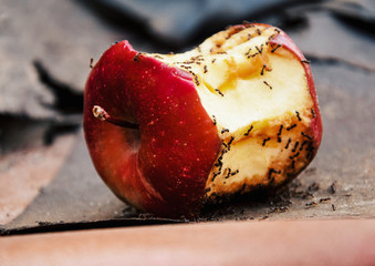 Apple.ants eating red apple. Apple with ants.