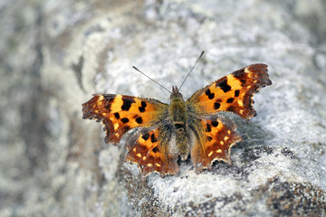 Fototapeta na wymiar Comma butterfly