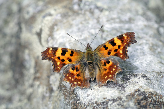 Comma Butterfly