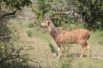Deer in safari park in sri lanka