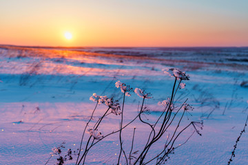 Winter landscape with dry frozen grass on the background of snow
