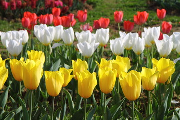 Fototapeta premium SRINAGAR, INDIA April 2017 : Beautiful colorful tulips in Tulip Festival 