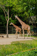 giraffe, animal, safari, wildlife, mammal, wild, tall, nature, neck, zoo, giraffes, animals, park, herbivore, savannah, grass, long, giraffa, baby, kenya, tanzania