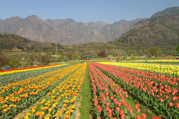 SRINAGAR, INDIA April 2017 : Beautiful colorful tulips in Tulip Festival 