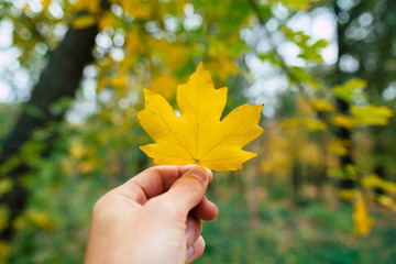 Holding a autumn golden maple leaf in hand
