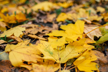 Autumn leaves foliage texture close up nature park low angle