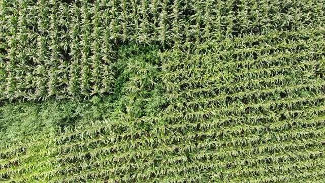 aerial shot pulling up from corn field green with weeds