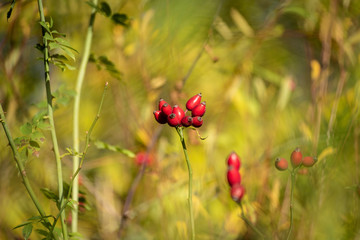 red berries in the field