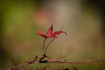 red leave on green background