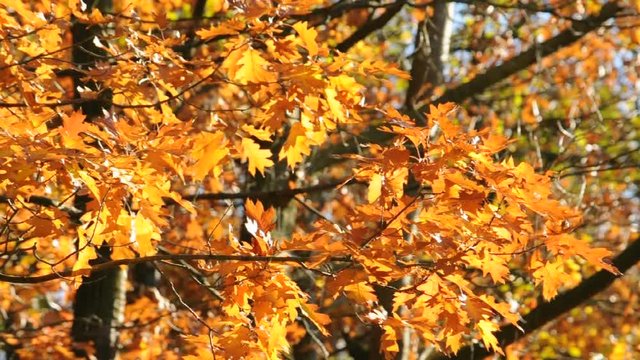Laubb&auml;ume im Herbst