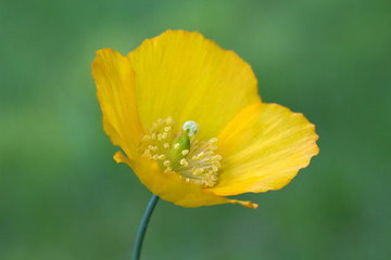 Naklejka premium Meconopsis cambrica (Welsh Poppy)