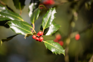 red berries on a branch
