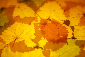 Orange autumn leaves Wallpaper