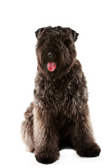 Sitting Bouvie des Flandres puppy dog, isolated on white, front view