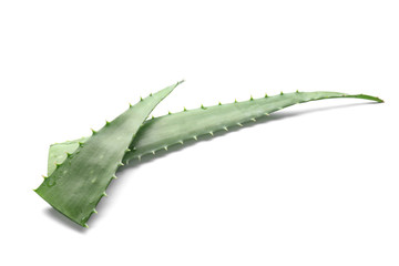 Fresh aloe vera leaves on white background