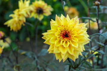 Yellow dahlia flower on the bush closeup
