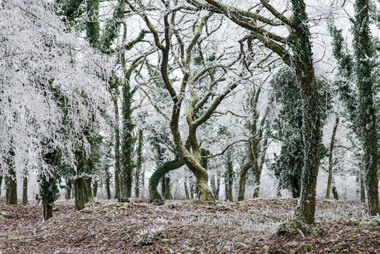Entrelacement de deux arbres en hiver dans une for&ecirc;t de Moselle