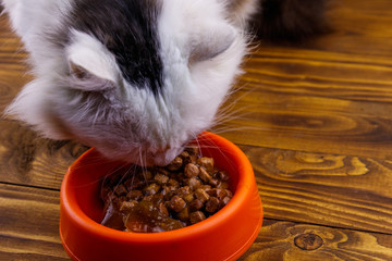 Cute cat eating his food from orange plastic bowl