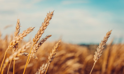 Wheat field. full of ripe grains, golden ears of wheat or rye close up