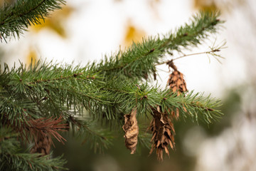 pine branch with cones