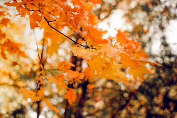 orange maple leaves on a blurred background
