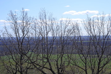 trees in the forest