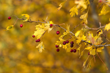 Żółte liście w słóńcu © Michal45