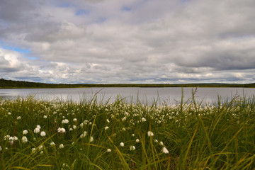 landscape with lake and flowers